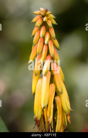 Orange getönte Gelb röhrenförmigen Blüten in einer Spitze Der winterharte Sukkulenten, Aloiampelos striatula Stockfoto