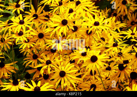 Schwarz zentriert, gelben Blüten der Nordamerikanischen mehrjährig, Rudbeckia fulgida var. deamii Stockfoto