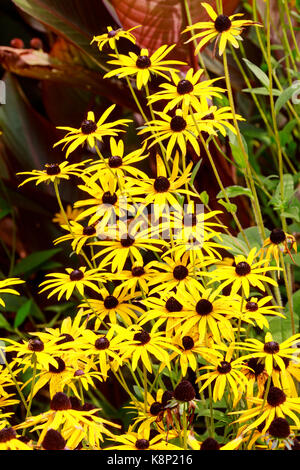 Schwarz zentriert, gelben Blüten der Nordamerikanischen mehrjährig, Rudbeckia fulgida var. deamii Stockfoto