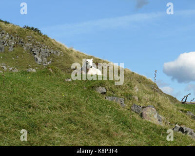 Wales: Brecon Beacons in der Nähe von Glyntawe Stockfoto