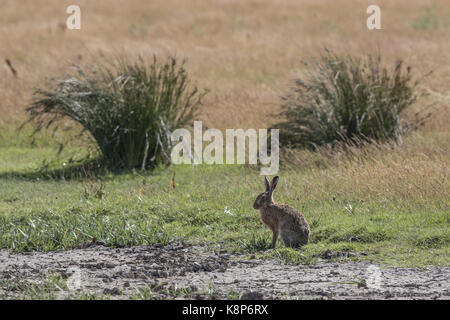 Feldhase auf deepdale Marsh Norfolk Stockfoto