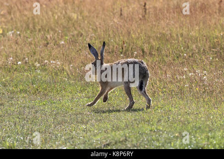 Feldhase auf deepdale Marsh Norfolk Stockfoto