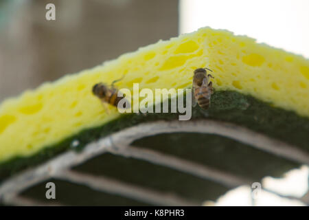 Asunción, Paraguay. 20 Sep, 2017. Einen sonnigen Tag in Asuncion mit hohen Temperaturen um 37°C wie Honig Bienen suchen Wasser quellen auf nassabriebbeständigkeit schwamm hydriert zu bleiben. Credit: Andre M. Chang/ARDUOPRESS/Alamy leben Nachrichten Stockfoto