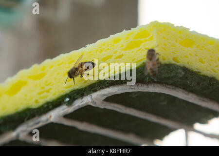 Asunción, Paraguay. 20 Sep, 2017. Einen sonnigen Tag in Asuncion mit hohen Temperaturen um 37°C wie Honig Bienen suchen Wasser quellen auf nassabriebbeständigkeit schwamm hydriert zu bleiben. Credit: Andre M. Chang/ARDUOPRESS/Alamy leben Nachrichten Stockfoto