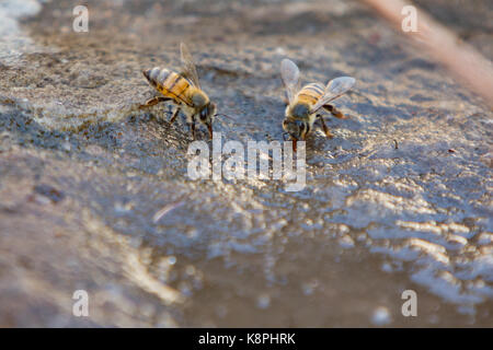 Asunción, Paraguay. 20 Sep, 2017. Einen sonnigen Tag in Asuncion mit hohen Temperaturen um 37°C wie Honig Bienen suchen flache Wasser Quellen in der Nähe von eine Pfütze hydriert zu bleiben. Credit: Andre M. Chang/ARDUOPRESS/Alamy leben Nachrichten Stockfoto