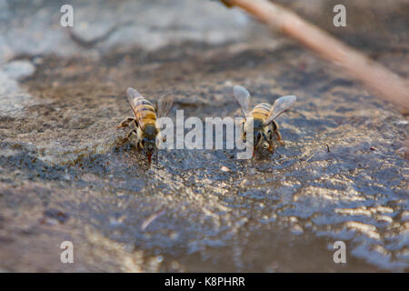 Asunción, Paraguay. 20 Sep, 2017. Einen sonnigen Tag in Asuncion mit hohen Temperaturen um 37°C wie Honig Bienen suchen flache Wasser Quellen in der Nähe von eine Pfütze hydriert zu bleiben. Credit: Andre M. Chang/ARDUOPRESS/Alamy leben Nachrichten Stockfoto