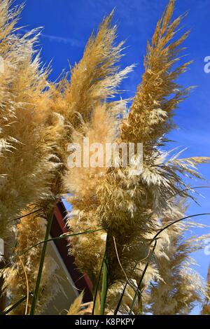 Weiße Federn eines Pampas Gras am Gardasee im Sommer, Cordaderia selloana und blauen Himmel, Silber Pampas Gras Stockfoto