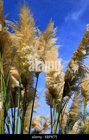 Weiße Federn eines Pampas Gras am Gardasee im Sommer, Cordaderia selloana und blauen Himmel, Silber Pampas Gras Stockfoto