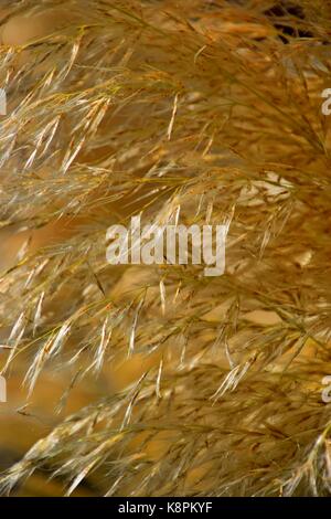 Weiße Federn eines Pampas Gras am Gardasee im Sommer, Cordaderia selloana und blauen Himmel, Silber Pampas Gras Stockfoto
