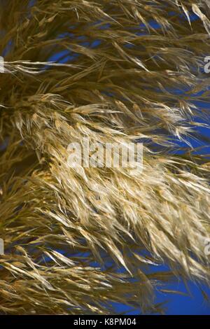 Weiße Federn eines Pampas Gras am Gardasee im Sommer, Cordaderia selloana und blauen Himmel, Silber Pampas Gras Stockfoto
