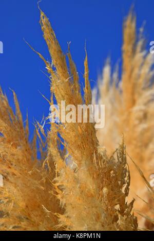 Weiße Federn eines Pampas Gras am Gardasee im Sommer, Cordaderia selloana und blauen Himmel, Silber Pampas Gras Stockfoto