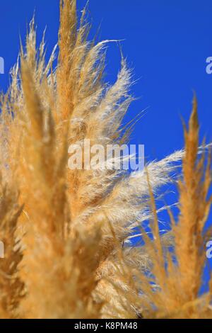 Weiße Federn eines Pampas Gras am Gardasee im Sommer, Cordaderia selloana und blauen Himmel, Silber Pampas Gras Stockfoto