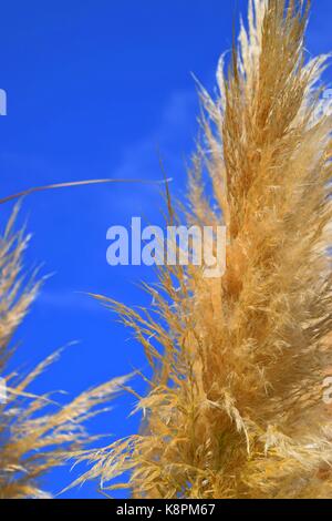 Weiße Federn eines Pampas Gras am Gardasee im Sommer, Cordaderia selloana und blauen Himmel, Silber Pampas Gras Stockfoto