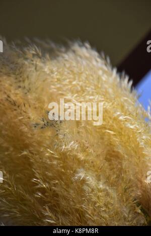 Weiße Federn eines Pampas Gras am Gardasee im Sommer, Cordaderia selloana und blauen Himmel, Silber Pampas Gras Stockfoto