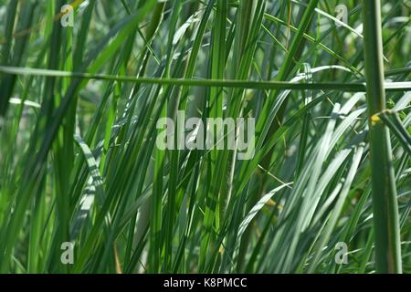 Weiße Federn eines Pampas Gras am Gardasee im Sommer, Cordaderia selloana und blauen Himmel, Silber Pampas Gras Stockfoto