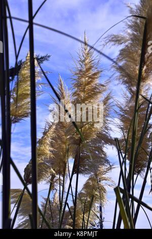 Weiße Federn eines Pampas Gras am Gardasee im Sommer, Cordaderia selloana und blauen Himmel, Silber Pampas Gras Stockfoto