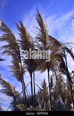Weiße Federn eines Pampas Gras am Gardasee im Sommer, Cordaderia selloana und blauen Himmel, Silber Pampas Gras Stockfoto