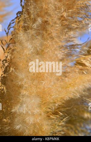 Weiße Federn eines Pampas Gras am Gardasee im Sommer, Cordaderia selloana und blauen Himmel, Silber Pampas Gras Stockfoto