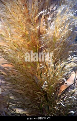 Weiße Federn eines Pampas Gras am Gardasee im Sommer, Cordaderia selloana und blauen Himmel, Silber Pampas Gras Stockfoto