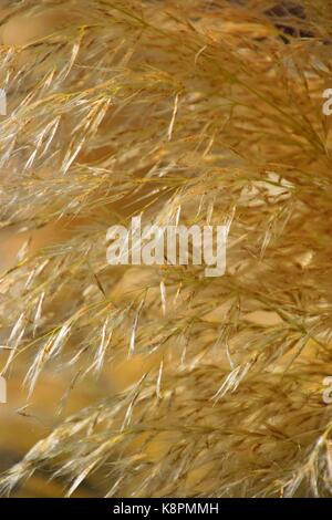 Weiße Federn eines Pampas Gras am Gardasee im Sommer, Cordaderia selloana und blauen Himmel, Silber Pampas Gras Stockfoto