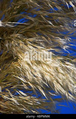 Weiße Federn eines Pampas Gras am Gardasee im Sommer, Cordaderia selloana und blauen Himmel, Silber Pampas Gras Stockfoto