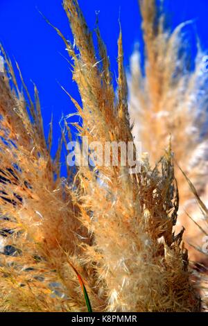 Weiße Federn eines Pampas Gras am Gardasee im Sommer, Cordaderia selloana und blauen Himmel, Silber Pampas Gras Stockfoto