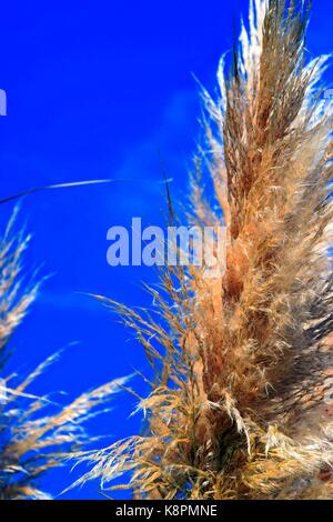 Weiße Federn eines Pampas Gras am Gardasee im Sommer, Cordaderia selloana und blauen Himmel, Silber Pampas Gras Stockfoto