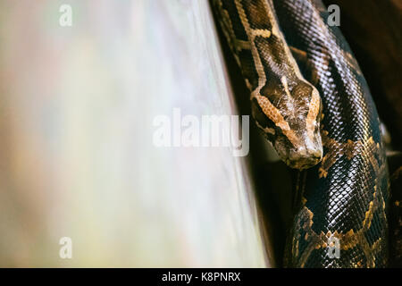 Nahaufnahme der gefährlichen erwachsen Python Stockfoto