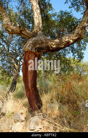 Trunk der Korkeiche - Quercus suber - Cork im Süden Extremadura, Spanien entfernt. Stockfoto
