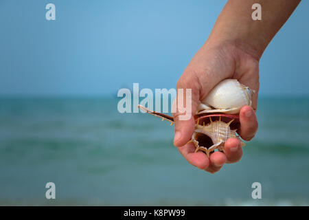 Viele Muscheln auf der Frau Hände durch das Meer. Stockfoto