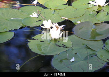 Unsortiert Anlage Bilder (in Arbeit) Stockfoto