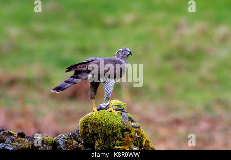 Northern goshawk Accipiter gentilis weiblichen Northern goshawk, stehend auf Moos bedeckt Rock - wie Zupfen Post verwendet, das Rupfen Federn von Stockfoto