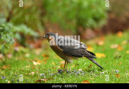 Sperber (Accipiter nisus) männlich in Garten in Liverpool, England, UK. Stockfoto