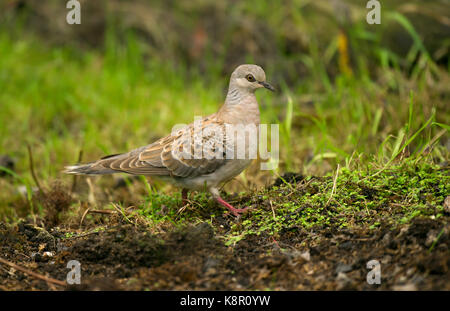 Eurasischen Turteltaube (Streptopelia turtur) Jugendkriminalität, auf dem Boden sitzend, Isles of Scilly, England, Stockfoto