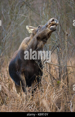 Europäische Elch (Alces alces) Ernährung im Sumpf, Biebrza, Polen, Februar Stockfoto