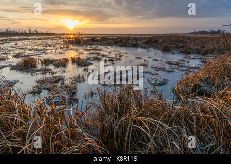 Überflutet, Frost bedeckt Marsh bei Sonnenaufgang, Biebrza, Polen, Februar Stockfoto