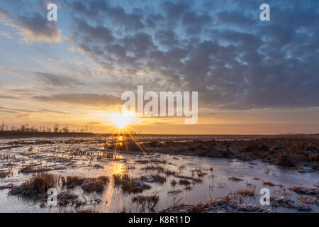 Überflutet, Frost bedeckt Marsh bei Sonnenaufgang, Biebrza, Polen, Februar Stockfoto