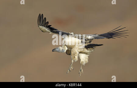 Kap Geier (abgeschottet Coprotheres) im Flug, Riesen Schloss Nationalpark, Natal, Südafrika Stockfoto