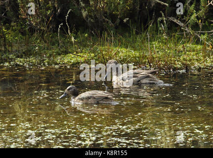 Andengemeinschaft Teal (Anas andium altipetens) Paar schwimmen auf Berggebiete See Suma Paz, nr Bogota, Kolumbien November Stockfoto