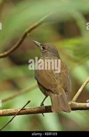 Schwarz-billed Thrush (Turdus ignobilis Debilis) Erwachsene auf die Niederlassung von San José del Guaviare, Kolumbien November gehockt Stockfoto