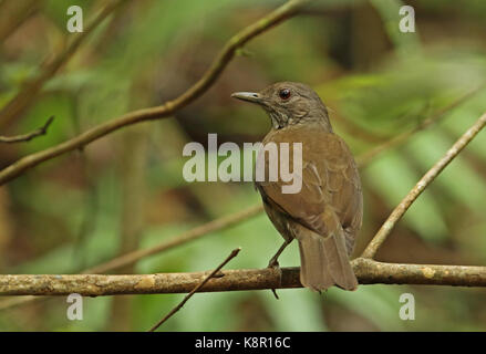 Schwarz-billed Thrush (Turdus ignobilis Debilis) Erwachsene auf die Niederlassung von San José del Guaviare, Kolumbien November gehockt Stockfoto