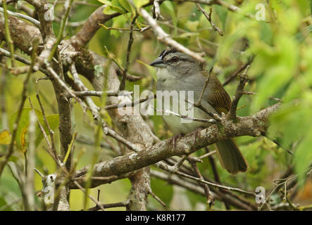 Schwarz-gestreifte Sparrow (Arremonops conirostris) Erwachsenen auf dem Zweig Tuneles, Kolumbien November gehockt Stockfoto