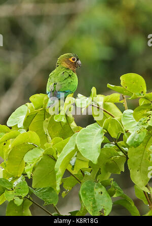 Brown-throated Parakeet (Eupsittula pertinax lehmanni) Erwachsenen auf dem tree top Sabanita, Inirida, Kolumbien November gehockt Stockfoto