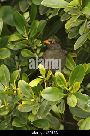 Große Thrush (Turdus fuscater gigas) Erwachsene im Bush Bogota, Kolumbien November gehockt Stockfoto