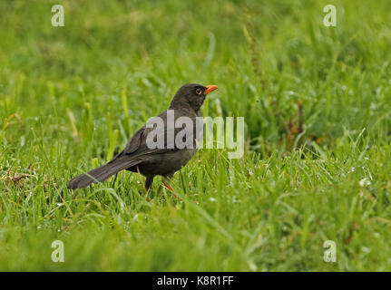 Große Thrush (Turdus fuscater gigas) Erwachsenen auf dem feuchten Gras Bogota, Kolumbien November Stockfoto