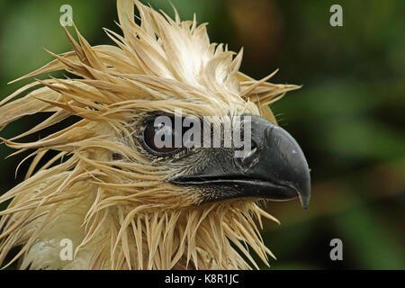 Harpyie (Harpia harpyja) schließen, bis der Kopf des jugendlichen, nass nach dem regen Capricho, Kolumbien November Stockfoto