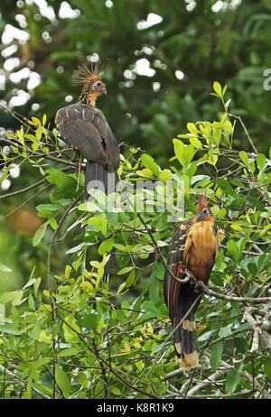 Hoatzin (Opisthocomus hoazin) erwachsenen Paar thront im Baum Guaviare Fluss; Inirida, Kolumbien November Stockfoto