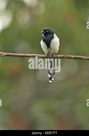 Magpie Tanager (Cissopis leverianus leverianus) Erwachsenen auf dem Zweig Bogota, Kolumbien November gehockt Stockfoto