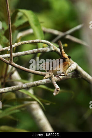 Südliche Haus Zaunkönig (Troglodytes musculus columbae) Erwachsene auf die Niederlassung von San José del Guaviare, Kolumbien November gehockt Stockfoto