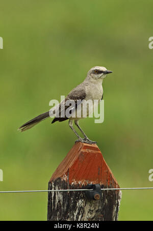 Tropische Spottdrossel (Mimus gilvus tolimensis) Erwachsene auf die zaunpfosten Loma Linda, Kolumbien November gehockt Stockfoto